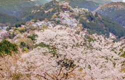 吉野山の桜・金峯山寺