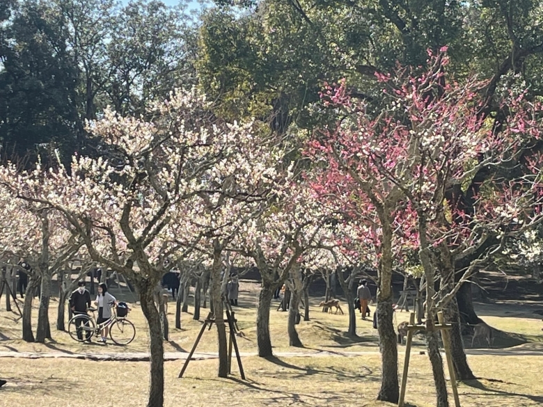 片岡梅林の梅が満開となっております。