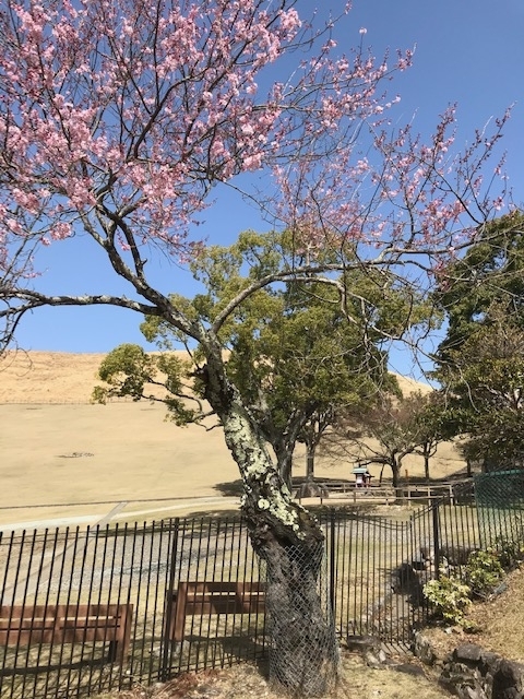今年は桜の開花が早い模様です