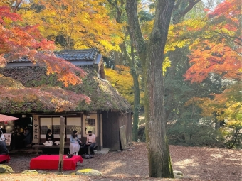 奈良公園の紅葉が美しいです。