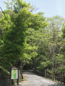 お散歩も楽しい煌く新緑や山藤が美しい奈良